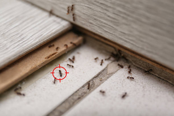 Best Mosquito Control Services  in Montecito, CA