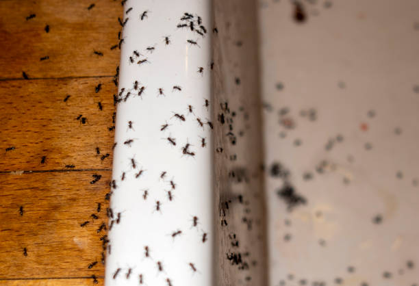 Best Best Pest Control Companies  in Montecito, CA